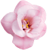Singlepinkflower