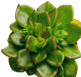 Succulent