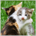 Cat-hug-icon