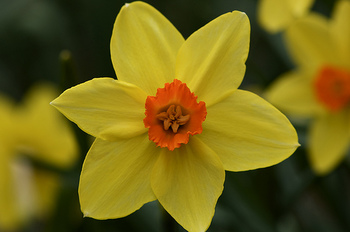 blogalthouseflower