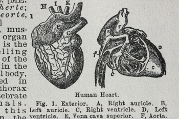 heart