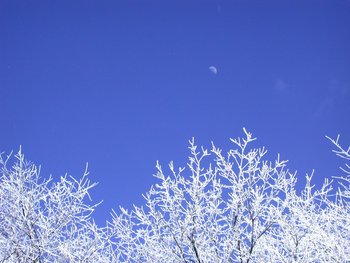 Winter Trees with Moon