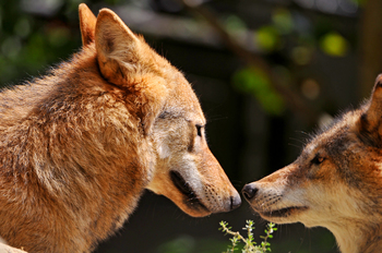 Nose to nose
