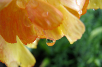 Petals