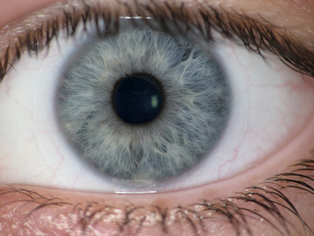 blue eye - close-up view