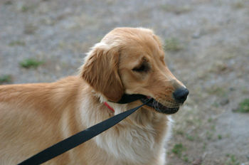 Walk me!
