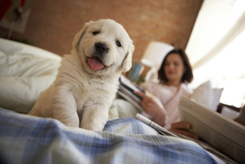 Puppy in bed