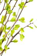 tree branch