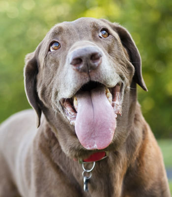 diabetessniffingdog