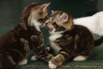I'll bite your nose off!