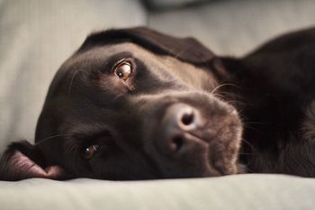 Tired pupper