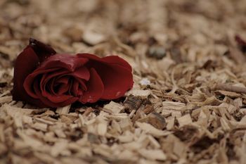 A lonely rose...