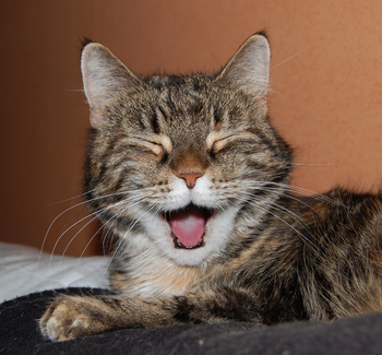 Selma: "Hahaha, that's hilarious!"