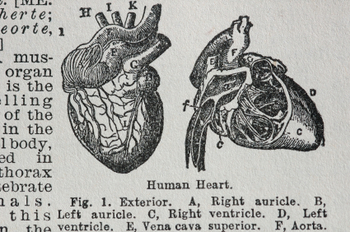 heart
