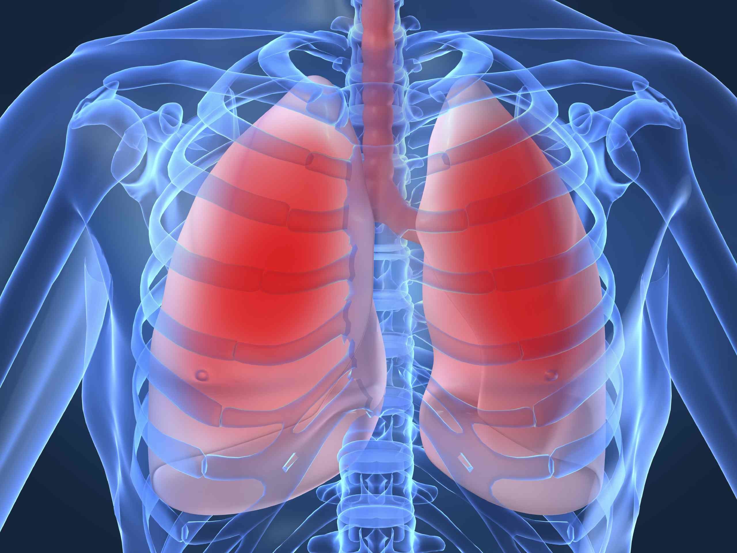 lowres lungs
