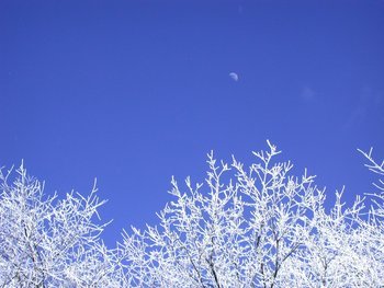 Winter Trees with Moon