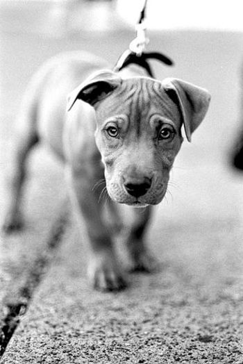 Puppy