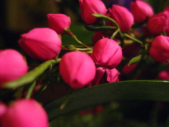 tiny funeral flowers