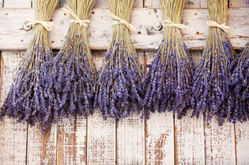 Provence Dried Lavender