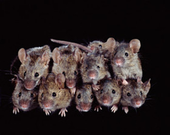 stack o' mice