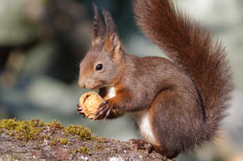 squirrel eating a walnut