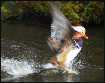 Water Wings
