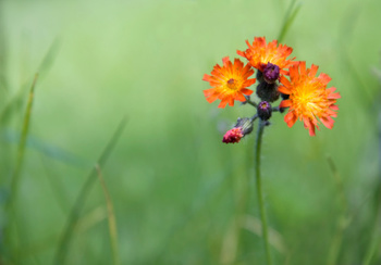 orange flower in a field