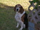 Caring.com User - Bowman55