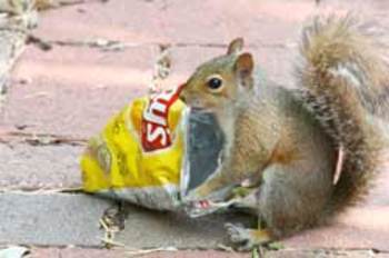 SquirrelFood