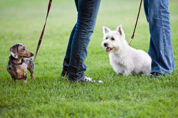 DogPark