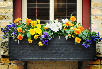 Window box