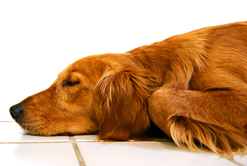 The trusting and spoiled Golden Retriever dreams away an afternoon