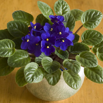 violets