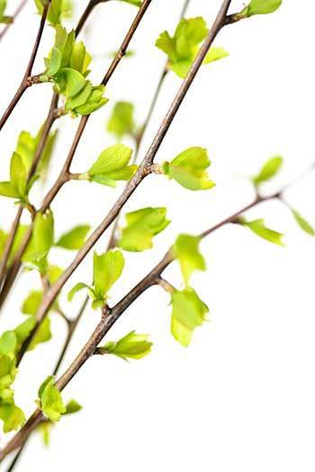 tree branch
