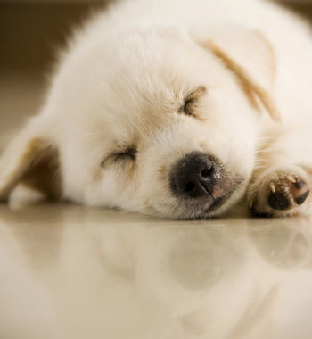 puppynap