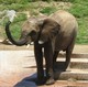 Caring.com User - CalGal
