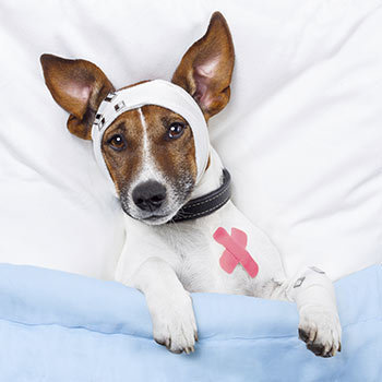 sick-puppy