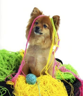 puppy-yarn